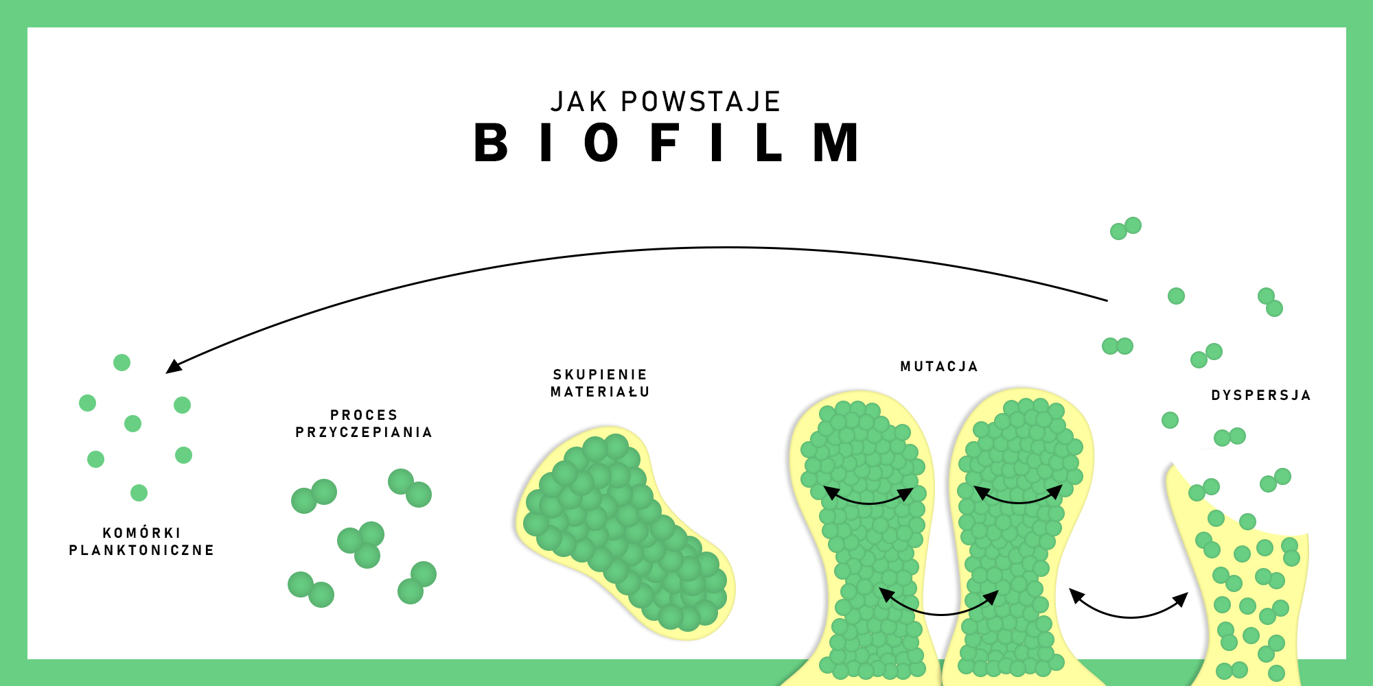 biofilm w basenie